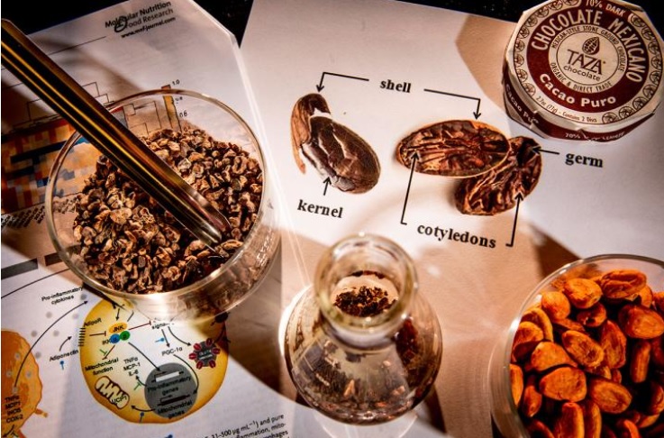 Les phénols présents dans les coques de fèves de cacao pourraient inverser les effets cellulaires néfastes de l'obésité. Les phénols présents dans les coques de fèves de cacao pourraient inverser les effets cellulaires néfastes de l'obésité.