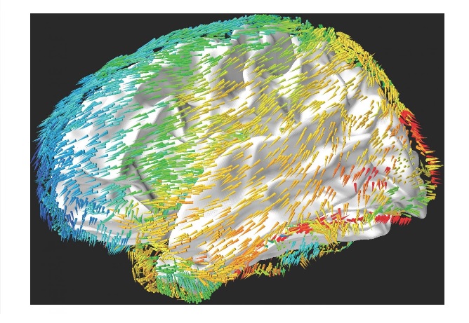 Les oscillations cérébrales se déplacent de manière rythmique à travers le cerveau, reflétant les modèles d'activité neuronale qui se propagent à travers le cortex Les oscillations cérébrales se déplacent de manière rythmique à travers le cerveau, reflétant les modèles d'activité neuronale qui se propagent à travers le cortex