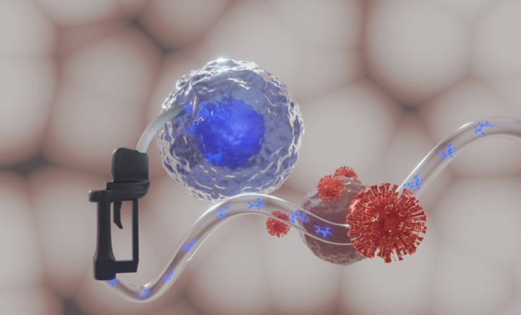 Lorsque les cellules T (en blanc) se rechargent en énergie sous forme de corps cétoniques (bleu), elles sont aptes à combattre plus efficacement les virus (rouge) (Visuel © Chantal Wientjens, AG Prof. Wilhelm / University of Bonn).