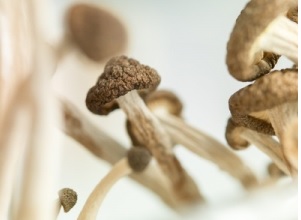 Les effets de la psilocybine, le composé psychoactif présent dans les « champignons magiques » semblent bénéfiques chez les patients souffrant de dépression 