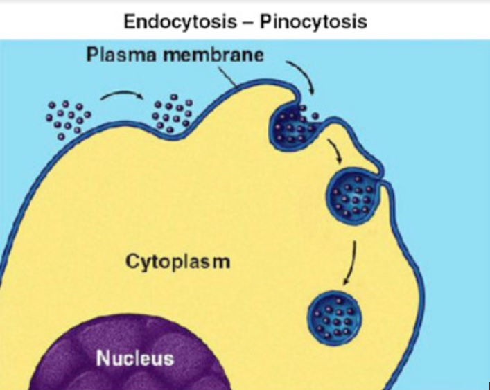 Schéma « Pinocytosis » William Stillwell, in An Introduction to Biological Membranes (Second Edition), 2016 : https://www.sciencedirect.com/topics/medicine-and-dentistry/pinocytosis