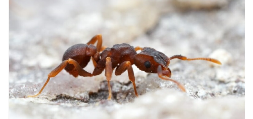 Et si les insectes faisaient de la prospection pour les chercheurs ? 