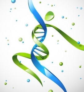Notre génome contient toutes les données nécessaires pour former un être humain complet mais il est "compacté"