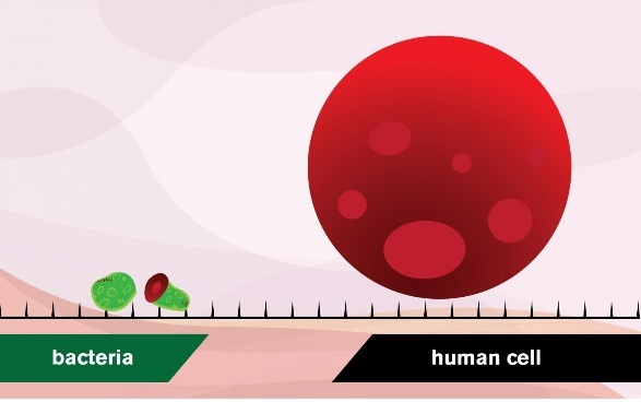 Cette attaque mortelle pour la bactérie, ne fait qu’égratigner la cellule humaine