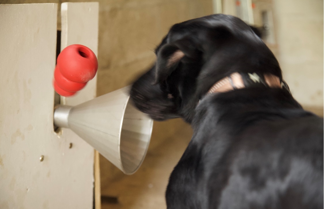 Il suffit à une femme de porter une compresse contre son sein pendant toute une nuit après s’être lavée avec un savon neutre. La nuit, la compresse se charge de sueur. L’échantillon est ensuite envoyé à un centre cynophile pour être senti par des chiens spécialement entraînés. 