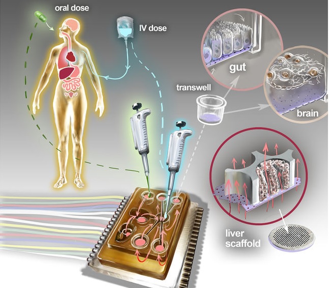 Cette plateforme de diagnostic, à l’échelle d’une puce comporte, en l’état actuel, les tissus artificiels de 10 organes, reliés entre eux