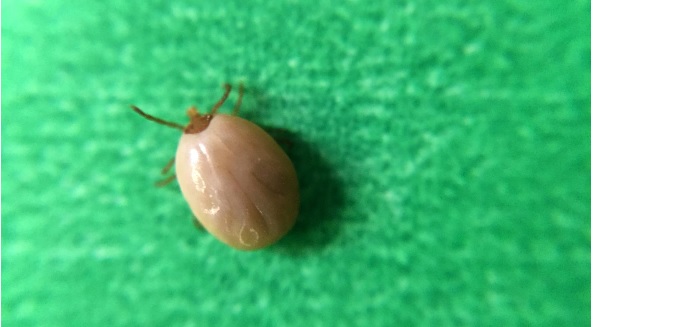 Borrelia burgdorferi est la bactérie transmise par les tiques (cf Ixodes scapularis, une des espèces de tiques pouvant transmettre la maladie) cause la maladie ou borréliose de Lyme Borrelia burgdorferi est la bactérie transmise par les tiques (cf Ixodes scapularis, une des espèces de tiques pouvant transmettre la maladie) cause la maladie ou borréliose de Lyme