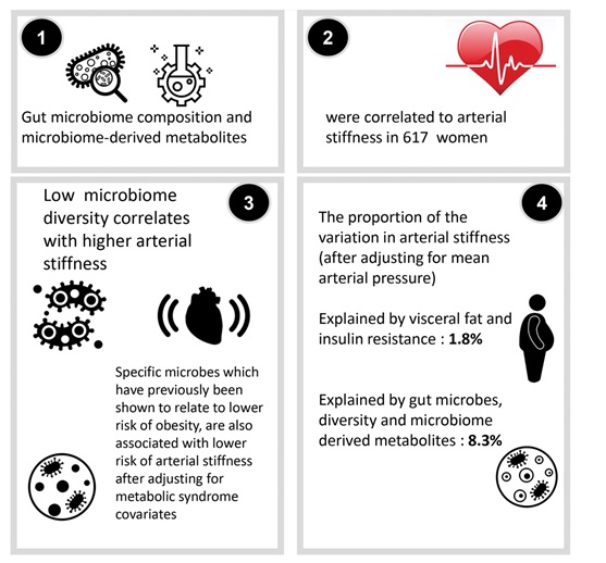 Il existe une corrélation significative entre la diversité du microbiome intestinal et la santé des artères 