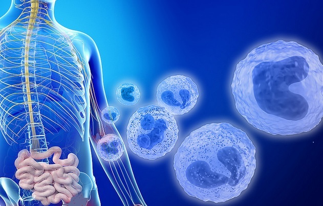 Le microbiome intestinal oriente le système immunitaire contre le cancer Le microbiome intestinal oriente le système immunitaire contre le cancer