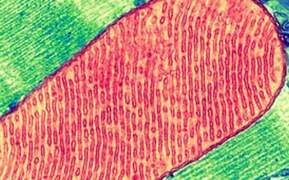 Le blocage du cycle naturel de cicatrisation serait induit par le dysfonctionnement de deux principaux agents : les mitochondries, ces centrales cellulaires énergétiques et les métabokines