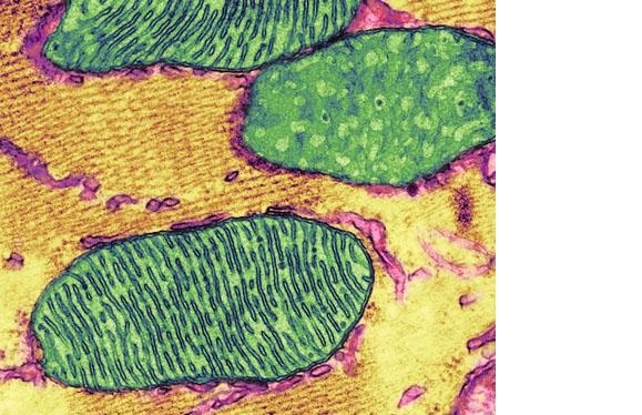 L'autophagie mitochondriale (mitophagie) joue un rôle essentiel dans l'apparition des maladies neurodégénératives, son échec pouvant entraîner des effets destructeurs sur l'homéostasie cellulaire.