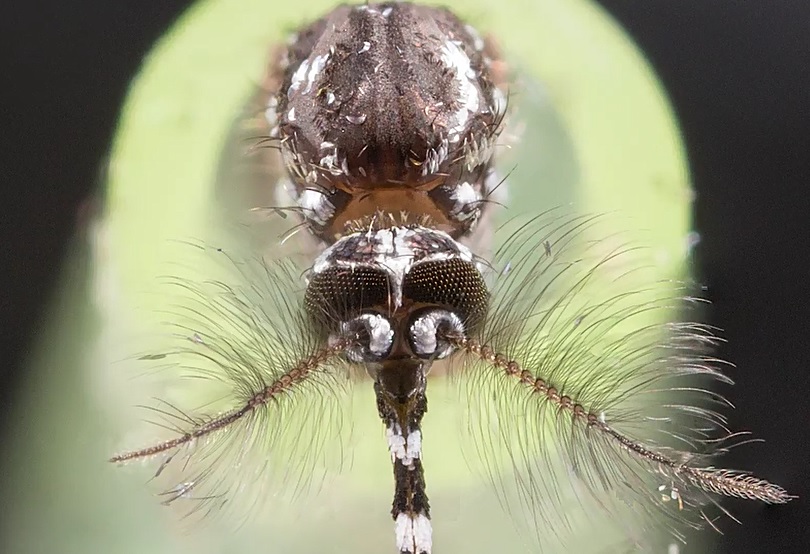 Des appareils auditifs de nouvelle génération pourraient utiliser comme ces insectes,« des poils fins » capables de détecter la vitesse des particules d'air lorsqu'elles sont bousculées par les ondes sonores et de les traduire en données sonores.