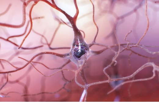 Quand un neurone déclenche un pic ou décharge, cette impulsion électrique atteint les neurones voisins qui déclenchent à leur tour les grondements ou roulements de tambour jusqu'à émettre à leur tour une décharge. Quand un neurone déclenche un pic ou décharge, cette impulsion électrique atteint les neurones voisins qui déclenchent à leur tour les grondements ou roulements de tambour jusqu'à émettre à leur tour une décharge.