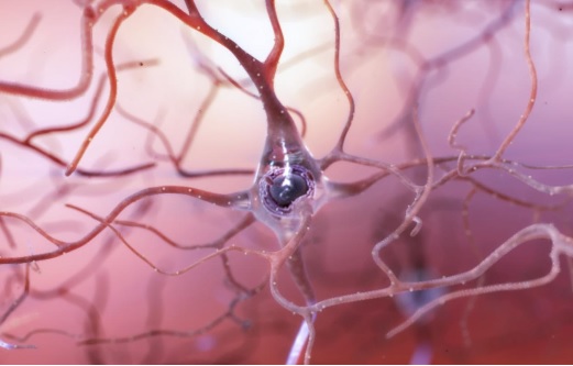 Quand un neurone déclenche un pic ou décharge, cette impulsion électrique atteint les neurones voisins qui déclenchent à leur tour les grondements ou roulements de tambour jusqu'à émettre à leur tour une décharge.