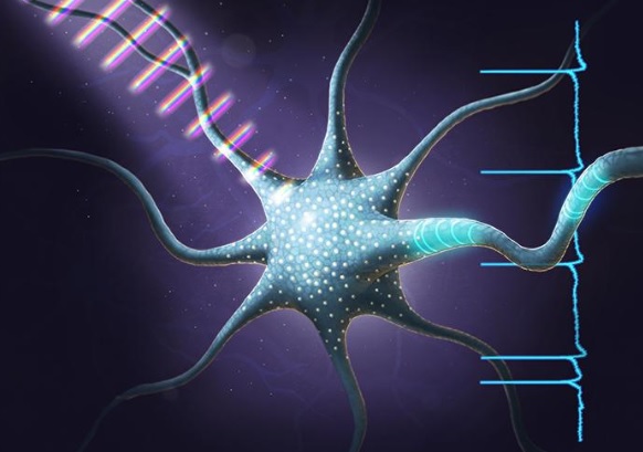 Les intervalles « interspike » caractérisent des groupes cohérents de neurones 