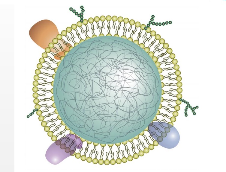 Les nanosponges étouffent la cascade inflammatoire dans l'œuf et tels des leurres de neutrophiles, trompent et interceptent les cytokines et les empêchent de signaler encore plus de neutrophiles aux articulations