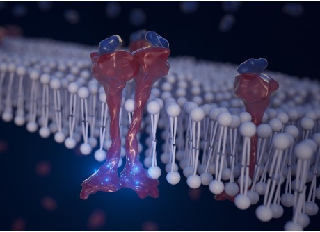 Lorsque des molécules de signalisation ou facteurs de croissance épithéliaux (en bleu sur visuel) se lient aux récepteurs ERBB4 (en rouge sur visuel), cela déclenche une cascade d'événements associée à la progression du cancer.