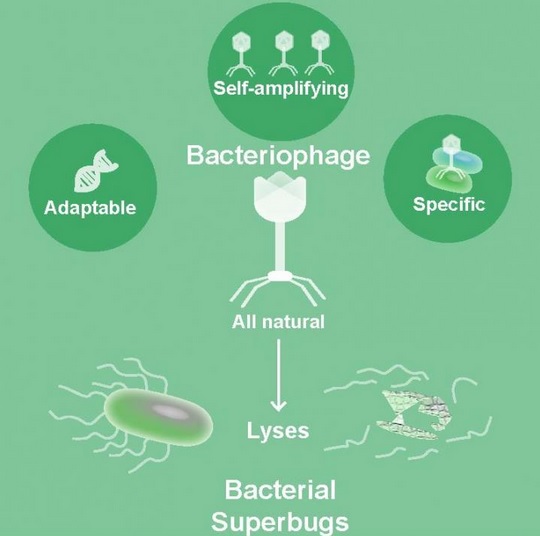 Les phages sont-ils notre meilleur espoir contre les bactéries résistantes aux antibiotiques ? 