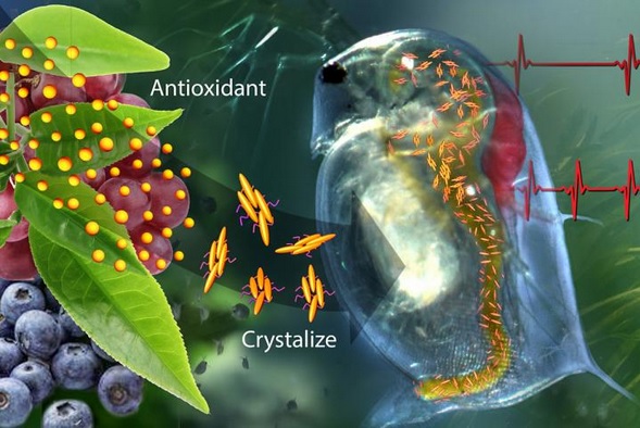 Ce nouveau système d’administration de médicaments qui détecte les niveaux élevés d’oxydants et réagit en administrant la quantité adéquate d’antioxydants nécessaire pour rétablir une homéostasie normale