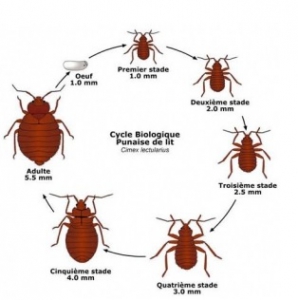 DERMATO-INFO, les punaises de lit