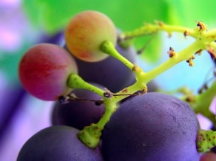 Les polyphénols du raisin apportent une résistance accrue aux coups de soleil (Visuel Fotolia)