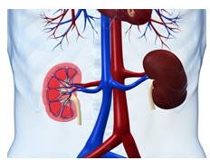 Bon fonctionnement des reins, prévention et traitement de l'hypertension et des maladies rénales chroniques, cette découverte de 2 protéines clés pourrait avoir de nombreuses implications dans le traitement des dysfonctions rénales (Visuel Fotolia)