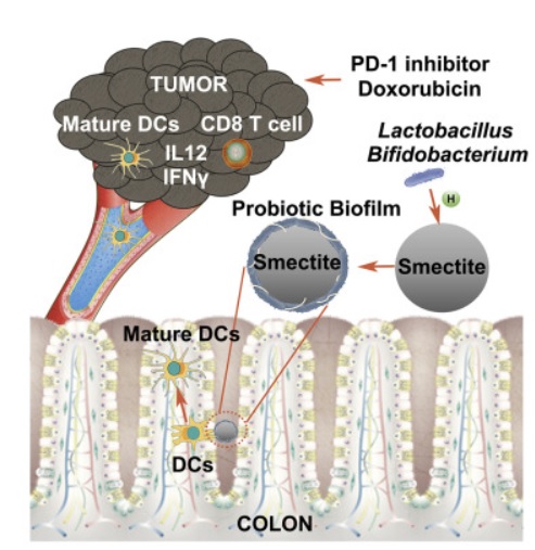 Des microsphères « smectite-lactobacillus-biofilm » (SLB) apportent un effet antitumoral encore plus significatif que l'utilisation de Smectite ou de Lactobacillus seuls(Université de Nanjing )