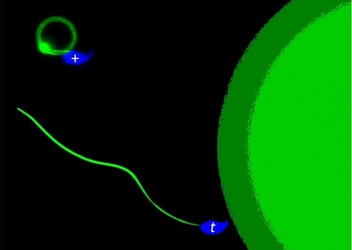 Certains spermatozoïdes vont même jusqu'à  empoisonner leurs concurrents (Visuel MPI f. Molecular Genetics/ Alexandra Amaral)