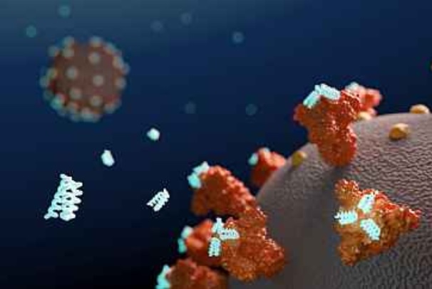 Les médicaments anti-androgènes ont la capacité de désarmer la protéine de pointe du virus SARS-CoV-2 responsable de COVID-19 (Visuel NIH/UW Institute for Protein Design)