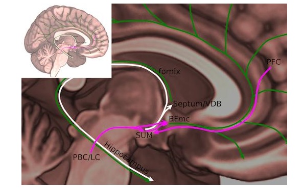 C’est un nouveau « nœud » de l’éveil qui vient d’être localisé, par cette équipe de l’Emory University, dans le cerveau et précisément dans la zone du noyau supramammillaire (SUM), situé dans l'hypothalamus. 