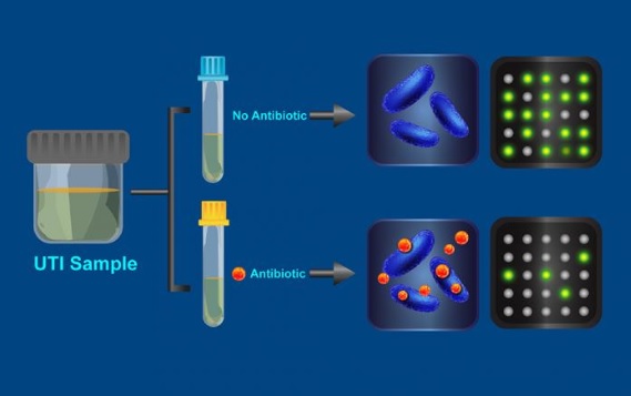 Le test fonctionne selon le principe selon lequel les bactéries typiques reproduiront moins bien leur ADN dans une solution antibiotique sauf si les bactéries en question sont résistantes à l'antibiotique. 