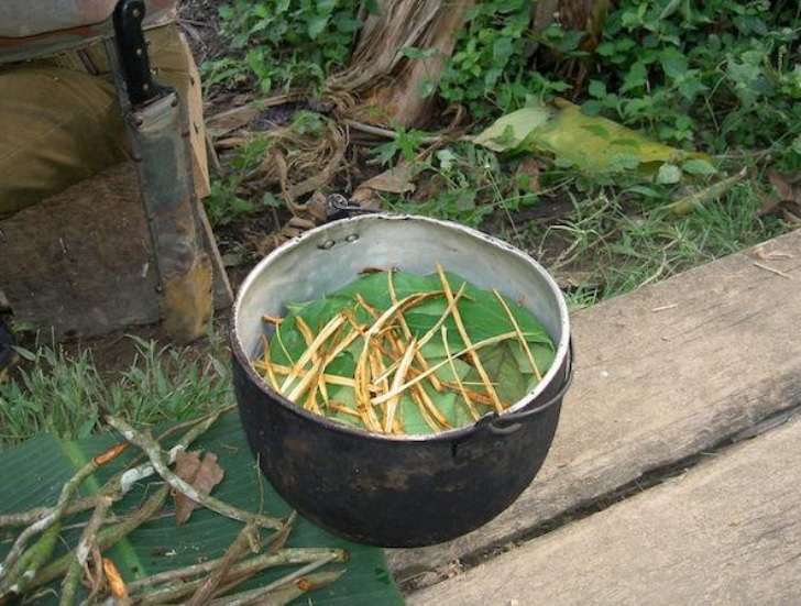 Le THÉ amazonien qui booste la neurogenèse - Préparation d'ayahuasca en Equateur (Visuel Terpsichore