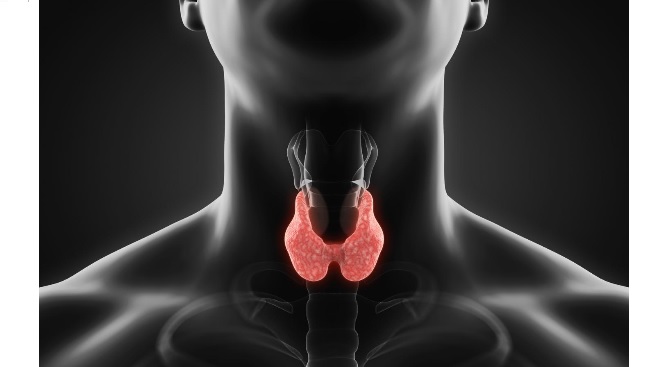 Le traitement excessif des patients atteints d’hypothyroïdie pourrait augmenter leur risque de fibrillation auriculaire (FA) et donc d'accident vasculaire cérébral (AVC) Le traitement excessif des patients atteints d’hypothyroïdie pourrait augmenter leur risque de fibrillation auriculaire (FA) et donc d'accident vasculaire cérébral (AVC)
