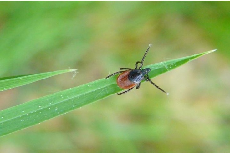 La tique « du mouton » (Ixodes ricinus) répandue dans toute l'Europe, peut provoquer à la fois la maladie de Lyme et « l’encéphalite à tiques » (Visuel Laboratory of Molecular Immunology at The Rockefeller University). 