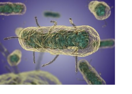 En cas d’attaque bactérienne (ici par la bactérie Yersinia pseudotuberculosis), les cellules infectées meurent pour que d'autres puissent vivre. 