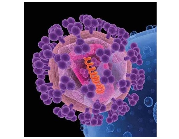Un bouclier de sucre couvre l'enveloppe de gp120 (en violet sur visuel), renforçant les défenses du VIH (en rose).
