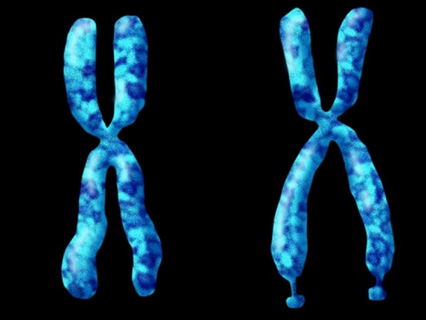 Une étude préclinique apporte les preuves d’efficacité d’un nouveau composé dans le traitement de l’X fragile (Visuel MIT)