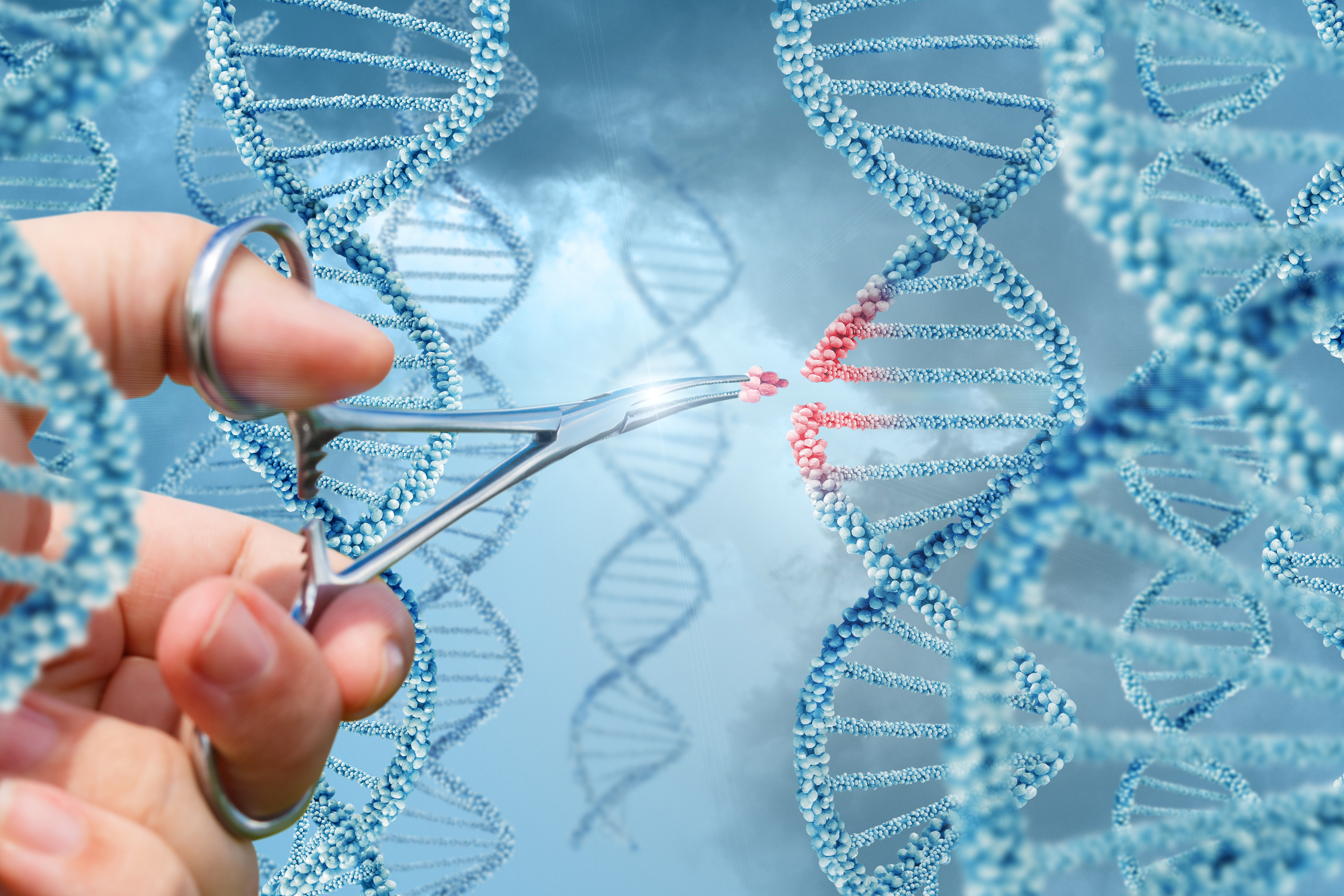 À l'aide du système d'édition du génome CRISPR / Cas9 (Visuel 2), les chercheurs ont retiré les molécules « de reconnaissance » du système immunitaire qui se trouvent à la surface des cellules souches. À l'aide du système d'édition du génome CRISPR / Cas9 (Visuel 2), les chercheurs ont retiré les molécules « de reconnaissance » du système immunitaire qui se trouvent à la surface des cellules souches.
