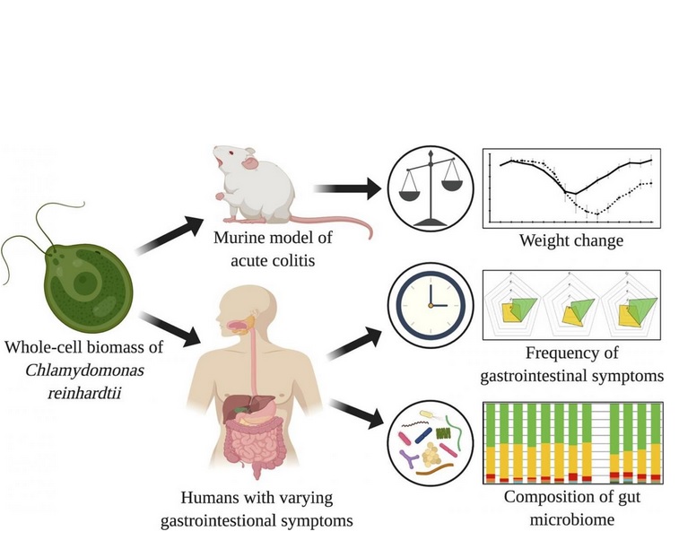 De premières données issues d’études sur des souris ont déjà montré que la consommation de C. reinhardtii réduit considérablement le taux de perte de poids chez les souris atteintes de colite aiguë De premières données issues d’études sur des souris ont déjà montré que la consommation de C. reinhardtii réduit considérablement le taux de perte de poids chez les souris atteintes de colite aiguë