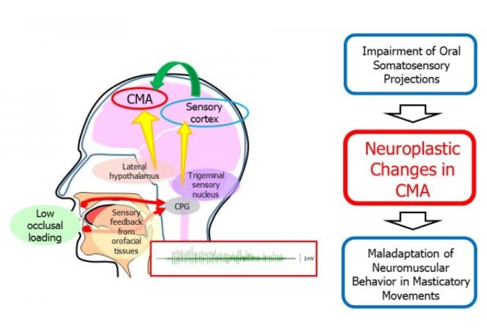 Les souris nourries avec des aliments mous présentent des mouvements et une activité électrique altérés dans les muscles de la mâchoire (Visuel Scientific Reports) 