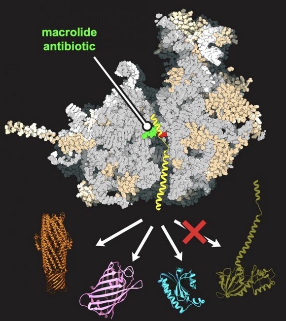 Ainsi, chez la levure, un antibiotique (en vert sur visuel ci-dessous), se lie au ribosome de levure de type humain (en gris) et favorise la synthèse de certaines protéines (r orange, violet et bleu) mais pas d'autres (en vert) (Visuel Maxim Svetlov / UIC)