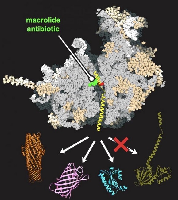 Ainsi, chez la levure, un antibiotique (en vert sur visuel ci-dessous), se lie au ribosome de levure de type humain (en gris) et favorise la synthèse de certaines protéines (r orange, violet et bleu) mais pas d'autres (en vert) (Visuel Maxim Svetlov / UIC) Ainsi, chez la levure, un antibiotique (en vert sur visuel ci-dessous), se lie au ribosome de levure de type humain (en gris) et favorise la synthèse de certaines protéines (r orange, violet et bleu) mais pas d'autres (en vert) (Visuel Maxim Svetlov / UIC)