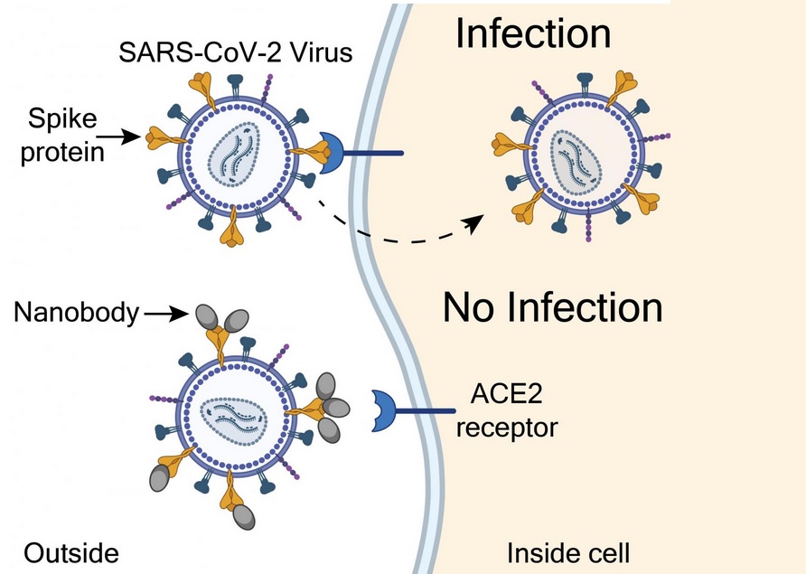 Visuel laboratoire Brody NIH / NINDS