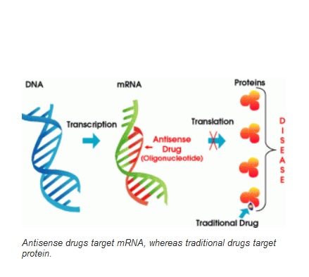 Les oligonucléotides antisens, des fragments d'ARN viennent « compléter » et réparer un ARN messager déficient