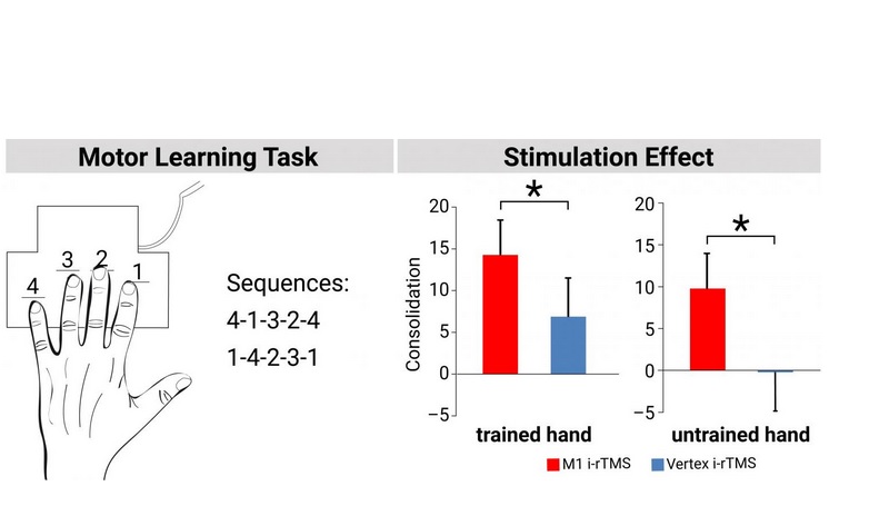 Les chercheurs ont invité leurs participants à taper une simple séquence de chiffres sur un clavier aussi rapidement et précisément que possible. Les chercheurs ont invité leurs participants à taper une simple séquence de chiffres sur un clavier aussi rapidement et précisément que possible.