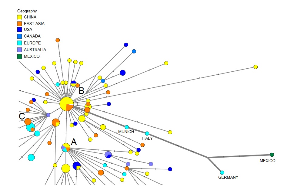Les techniques de réseau génétique permettent ici de tracer avec précision les voies d'infection du coronavirus Les techniques de réseau génétique permettent ici de tracer avec précision les voies d'infection du coronavirus