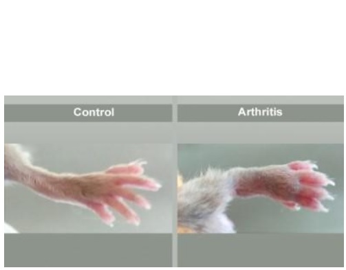 Cette molécule démontre ici son efficacité thérapeutique chez des souris atteintes d'arthrite génétiquement induite  (Visuel  N.H. Napimoga)