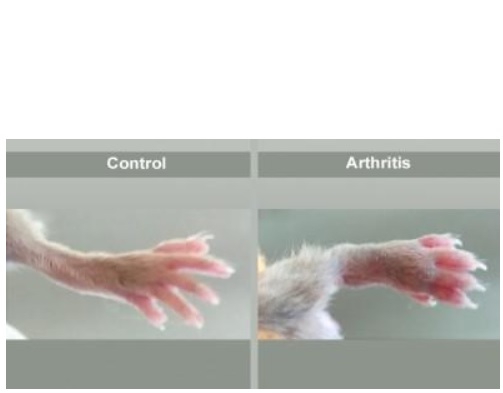 Cette molécule démontre ici son efficacité thérapeutique chez des souris atteintes d'arthrite génétiquement induite (Visuel N.H. Napimoga) Cette molécule démontre ici son efficacité thérapeutique chez des souris atteintes d'arthrite génétiquement induite (Visuel N.H. Napimoga)