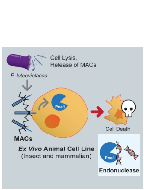 Les MAC (Metamorphosis Associated Contractile structure) ciblent des cellules eucaryotes