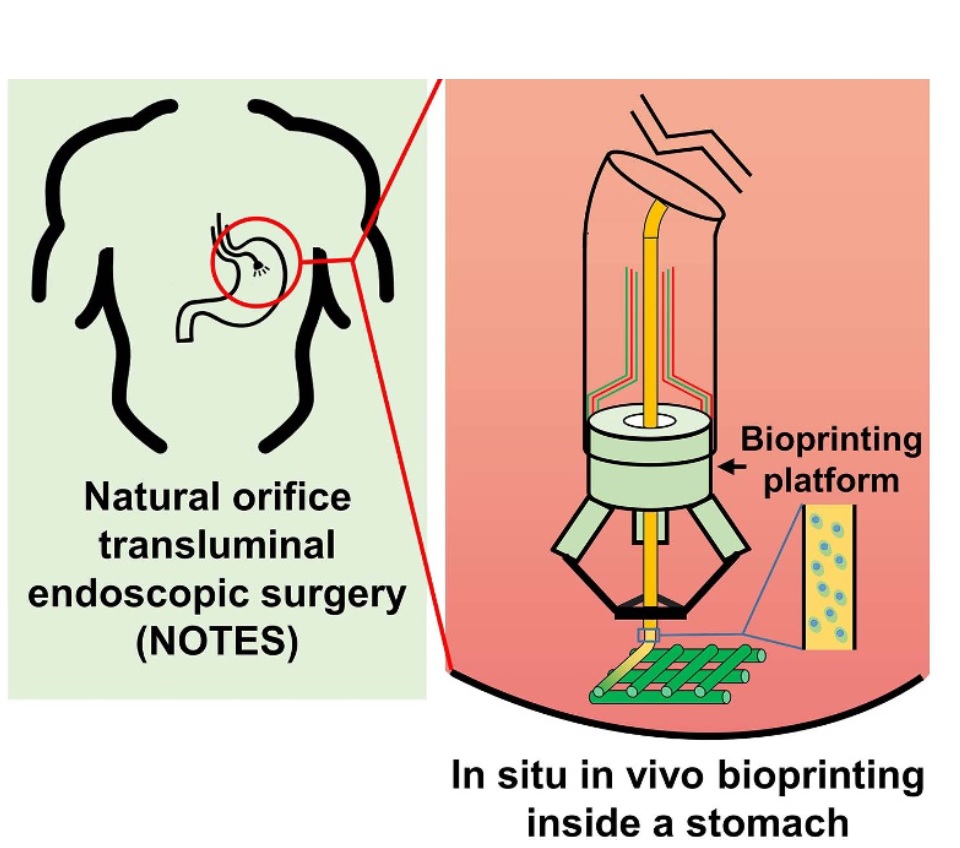 Les cellules imprimées notamment restent viables sur plus de 10 jours et prolifèrent régulièrement (Visuel Biofabrication)